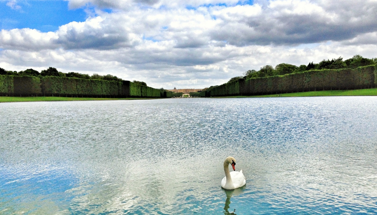 A white swam swims alone on a pond in front of Versailles 